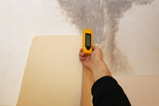 Best Black Mold Removal  in Pawcatuck, CT