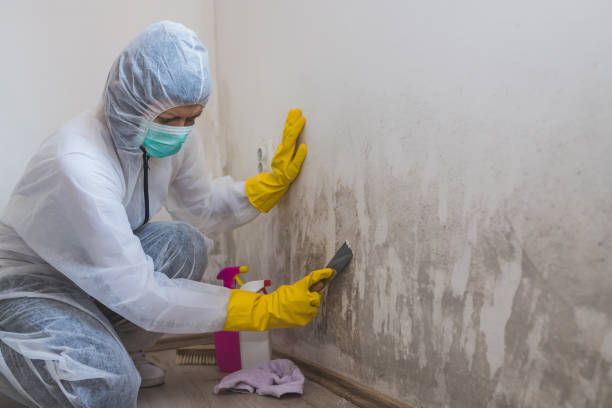 Mold Odor Removal Services in Pawcatuck, CT