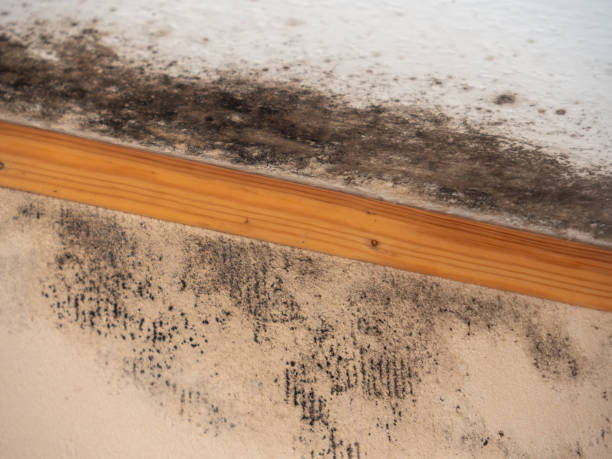 Best Environmental Consulting for Mold Prevention  in Pawcatuck, CT