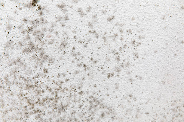 Best Water Damage & Mold Remediation  in Pawcatuck, CT
