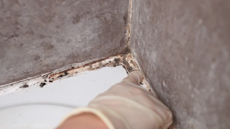 Best Comprehensive Air Testing for Mold Contaminants  in Pawcatuck, CT